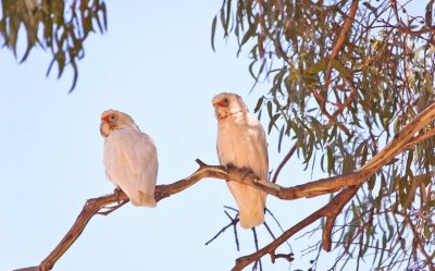 Parrots 1.jpg