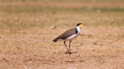 Plover.jpg
