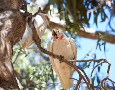 Parrots 2.jpg