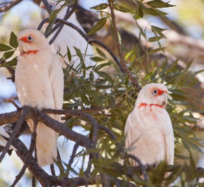 Parrots 3.jpg