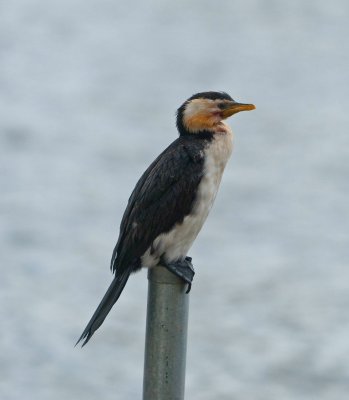 Bird on a pole