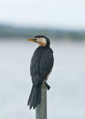 Bird on a pole 2