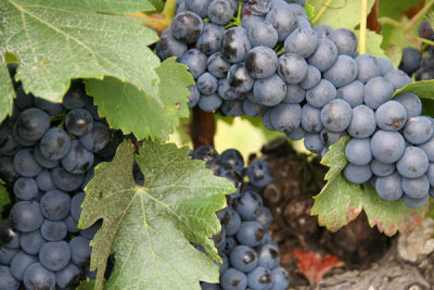 French contrasts: the Languedoc and Burgundy September 2012