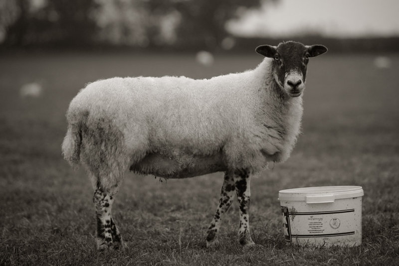20121023 - Bucket o Brekky
