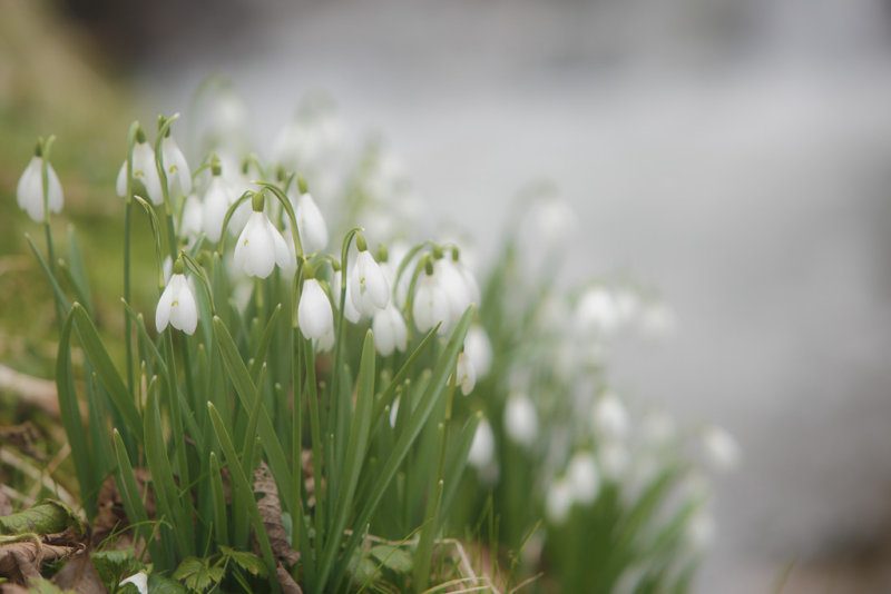 20130222 - Snowdrops by the Stream