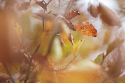 20121026 - Autumnal Standby