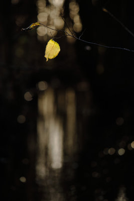 20121209 - Leaf and Stream