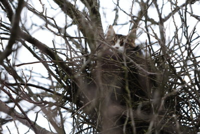20121227 - Cat in a Bird's Nest