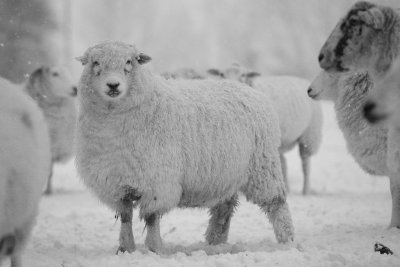 20130213 - Snowy Sheep