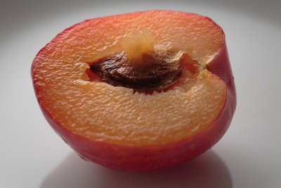 20130308 - Plum