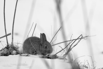 20130322 - Baby Bunny