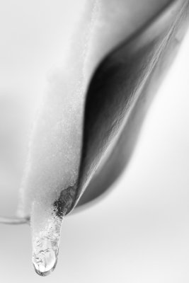 20130323 - Leaf