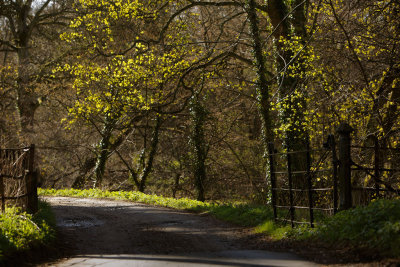 20130426 - Leaves!