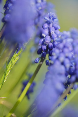 20130430 - Bobbly Blue