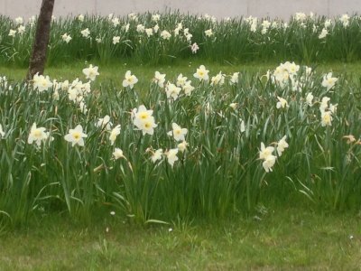 eerste lente tekens in Leuven
