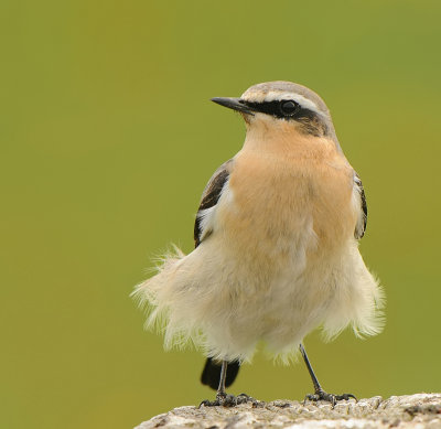 Tapuit- Northern Wheatear