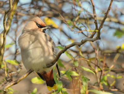 Pestvogel -Bohemian Waxwing