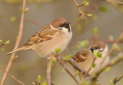 Ringmus-Tree Sparrow