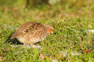 Patrijs-Grey Partridge