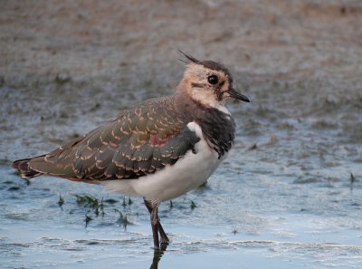 Kievit-Northern Lapwing