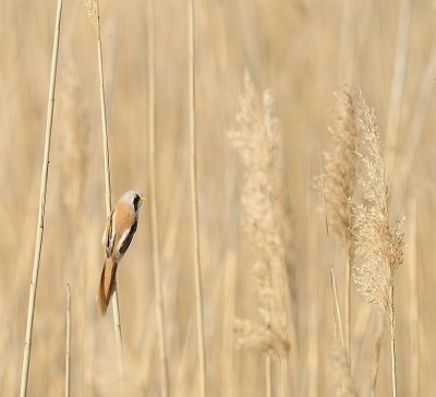 Baardman-Bearded Tit