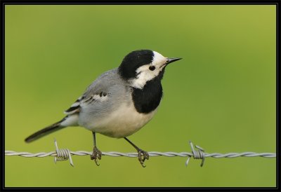 Witte kwikstaart- Pied Wagtail
