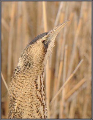 Roerdomp -Great Bittern