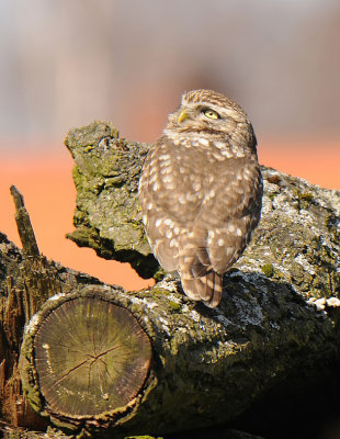 Steenuil -Little Owl