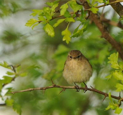 Tjiftjaf -Chiffchaff