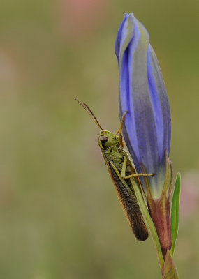 Moerassprinkhaan-Large marsh grasshopper