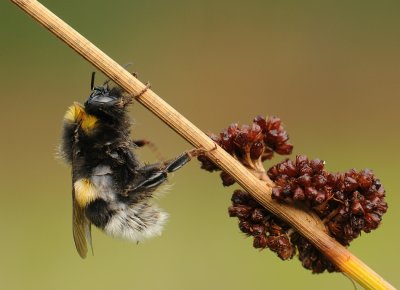 Kleine aardhommel