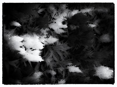 Leaves Abstract