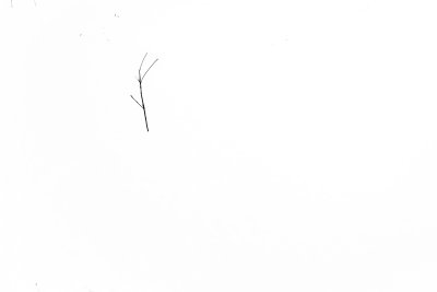 White Abstract