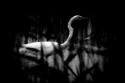 Egret In Pond