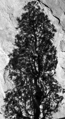 Tree Shadow 