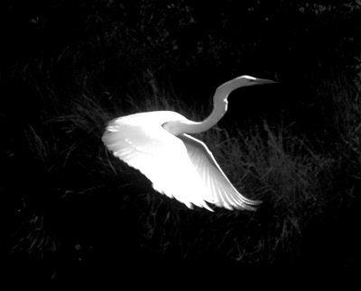 Egret