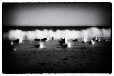 Sea Gulls and Wave