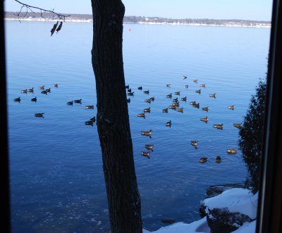 Geese On A Frigid St. Lawrence River