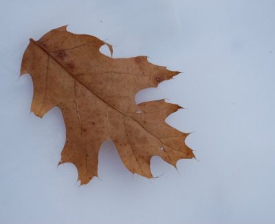 Oak Leaf On Snow