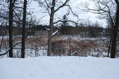 Marsh Landscape, Winter