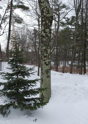 Lamp Post and Tree