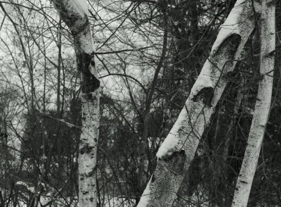 River Birches