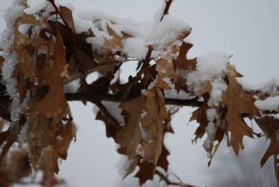 Oak Leaves, Blanketed