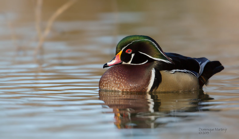 Wood Duck 2520