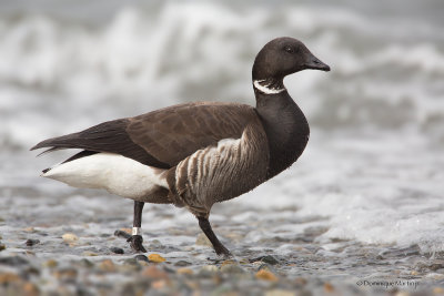 Pacific Brant 2238