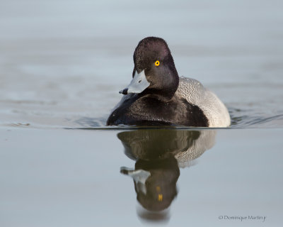 Greater Scaup 2673