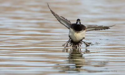 Greater Scaup 2743
