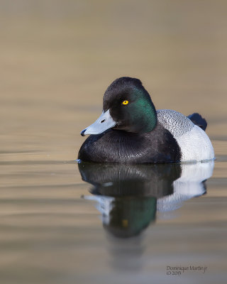 Greater Scaup 2540