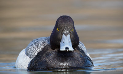 Greater Scaup 2543