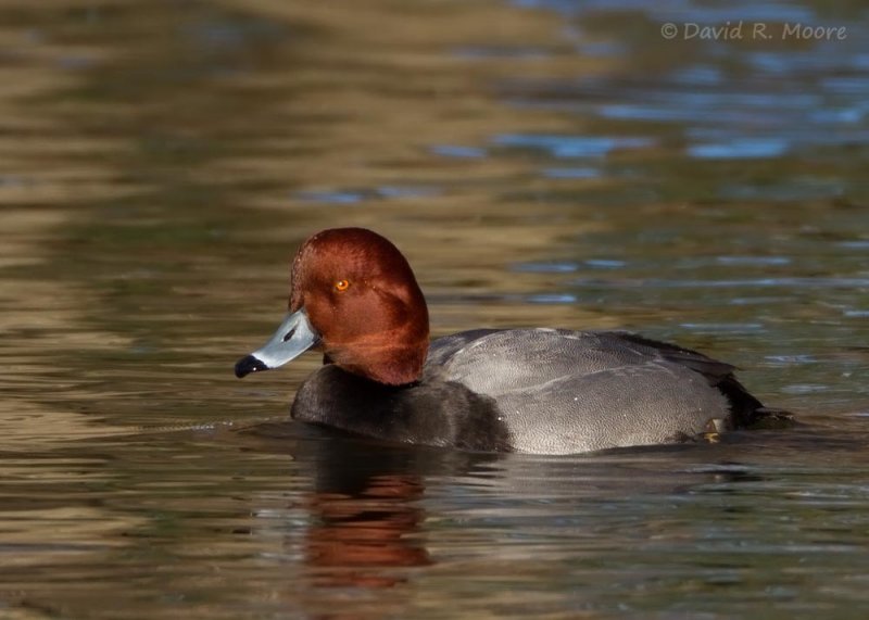 Redhead